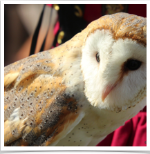 Barn Owl - Listening Barn Owl - Listening